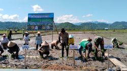 Wujud Nyata Dukung Ketahanan Pangan, Babinsa Koramil 1505-02/Wasile Dampingi Penanaman Padi