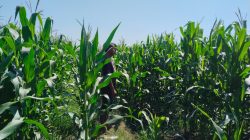 Polsek Tongas Dampingi Ponpes Kembangkan Lahan Jagung, Dukung Ketahanan Pangan Nasional