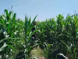 Polsek Tongas Dampingi Ponpes Kembangkan Lahan Jagung, Dukung Ketahanan Pangan Nasional