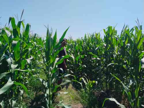 Polsek Tongas Dampingi Ponpes Kembangkan Lahan Jagung, Dukung Ketahanan Pangan Nasional Polsek Tongas Dampingi Ponpes Kembangkan Lahan Jagung, Dukung Ketahanan Pangan Nasional