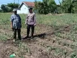 Polsek Sumberasih Dampingi Petani Rawat Lahan Jagung 9 Hektare, Perkuat Ketahanan Pangan Nasional