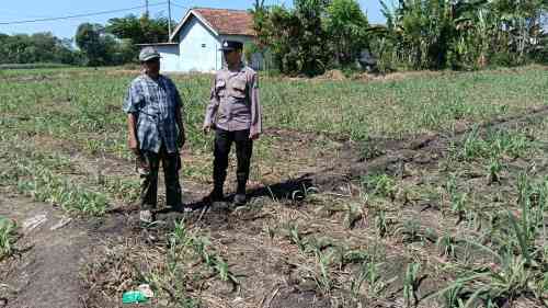 Polsek Sumberasih Dampingi Petani Rawat Lahan Jagung 9 Hektare, Perkuat Ketahanan Pangan Nasional Polsek Sumberasih Dampingi Petani Rawat Lahan Jagung 9 Hektare, Perkuat Ketahanan Pangan Nasional