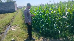 Polsubsektor Kanigaran Dampingi Petani Jagung, Perkuat Ketahanan Pangan dan Jaga Kamtibmas Polsubsektor Kanigaran Dampingi Petani Jagung, Perkuat Ketahanan Pangan dan Jaga Kamtibmas