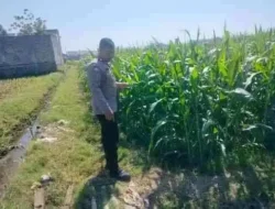 Polsubsektor Kanigaran Dampingi Petani Jagung, Perkuat Ketahanan Pangan dan Jaga Kamtibmas
