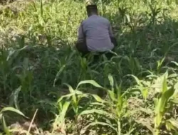 Polsek Jatiroto Intensif Pantau Lahan Jagung, Perkuat Program Ketahanan Pangan Nasional