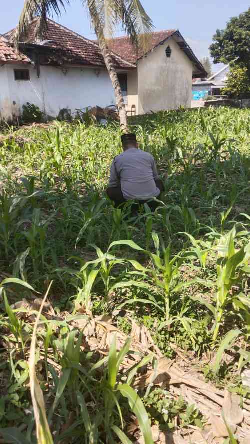 Polsek Jatiroto Intensif Pantau Lahan Jagung, Perkuat Program Ketahanan Pangan Nasional Polsek Jatiroto Intensif Pantau Lahan Jagung, Perkuat Program Ketahanan Pangan Nasional