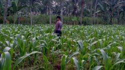 Wujudkan Swasembada Pangan, Polsek Klakah Kawal Program Asta Cita Presiden Wujudkan Swasembada Pangan, Polsek Klakah Kawal Program Asta Cita Presiden