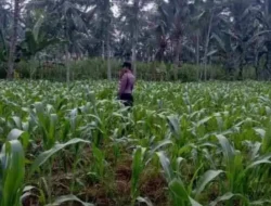 Wujudkan Swasembada Pangan, Polsek Klakah Kawal Program Asta Cita Presiden