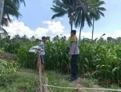 Dukung Asta Cita Presiden, Kapolsek Candipuro Tinjau Pertumbuhan Jagung Advanta di Sumberrejo