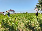 Polri Hadir di Tengah Petani, Polsek Sumberasih Intensif Dampingi Budidaya Jagung