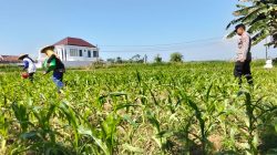 Polri Hadir di Tengah Petani, Polsek Sumberasih Intensif Dampingi Budidaya Jagung Polri Hadir di Tengah Petani, Polsek Sumberasih Intensif Dampingi Budidaya Jagung
