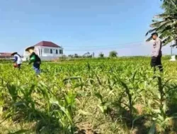 Polri Hadir di Tengah Petani, Polsek Sumberasih Intensif Dampingi Budidaya Jagung