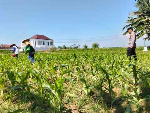Polri Hadir di Tengah Petani, Polsek Sumberasih Intensif Dampingi Budidaya Jagung Polri Hadir di Tengah Petani, Polsek Sumberasih Intensif Dampingi Budidaya Jagung