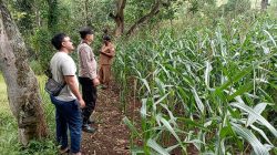 Tak Sekadar Jaga Kamtibmas, Polsek Tongas Turun Langsung Dampingi Petani Jagung Tak Sekadar Jaga Kamtibmas, Polsek Tongas Turun Langsung Dampingi Petani Jagung