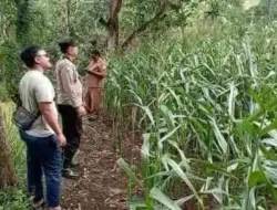 Tak Sekadar Jaga Kamtibmas, Polsek Tongas Turun Langsung Dampingi Petani Jagung