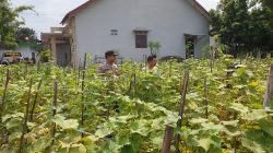 Kapolsek Sukodono Turun ke Sawah, Polri Perkuat Asta Cita Presiden di Sektor Pangan Kapolsek Sukodono Turun ke Sawah, Polri Perkuat Asta Cita Presiden di Sektor Pangan