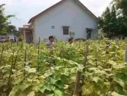 Kapolsek Sukodono Turun ke Sawah, Polri Perkuat Asta Cita Presiden di Sektor Pangan