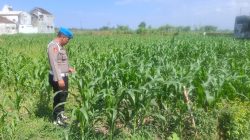 Asta Cita Presiden Bergerak, Kapolsek Yosowilangun Pimpin Penanaman Jagung Bersama Petani Asta Cita Presiden Bergerak, Kapolsek Yosowilangun Pimpin Penanaman Jagung Bersama Petani