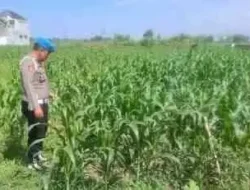 Asta Cita Presiden Bergerak, Kapolsek Yosowilangun Pimpin Penanaman Jagung Bersama Petani