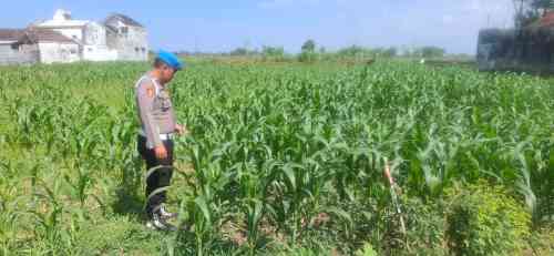 Asta Cita Presiden Bergerak, Kapolsek Yosowilangun Pimpin Penanaman Jagung Bersama Petani Asta Cita Presiden Bergerak, Kapolsek Yosowilangun Pimpin Penanaman Jagung Bersama Petani