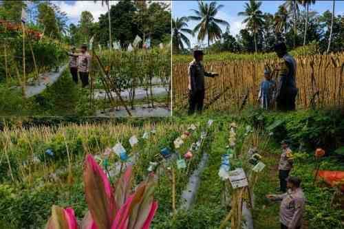 Bhabinkamtibmas Polsek Randuagung Turun ke Ladang, Perkuat Sinergi Petani Dukung Ketahanan Pangan Nasional