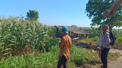 Dukung Asta Cita Ketahanan Pangan, Polsek Sumberasih Intensif Dampingi Petani Jagung Probolinggo