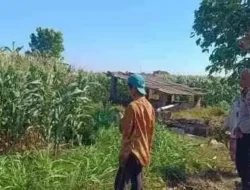 Dukung Asta Cita Ketahanan Pangan, Polsek Sumberasih Intensif Dampingi Petani Jagung Probolinggo