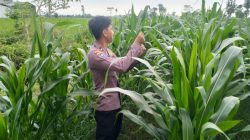 Bhabinkamtibmas Pasirian Aktif Dampingi Petani, Ketahanan Pangan Nasional Terus Diperkuat