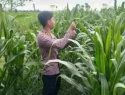 Bhabinkamtibmas Pasirian Aktif Dampingi Petani, Ketahanan Pangan Nasional Terus Diperkuat