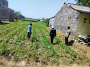 Polri Hadir di Tengah Petani, Polsubsektor Kanigaran Monitoring Lahan Jagung Seluas Satu Hektare