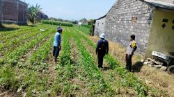 Polri Hadir di Tengah Petani, Polsubsektor Kanigaran Monitoring Lahan Jagung Seluas Satu Hektare Polri Hadir di Tengah Petani, Polsubsektor Kanigaran Monitoring Lahan Jagung Seluas Satu Hektare