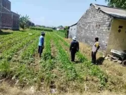 Polri Hadir di Tengah Petani, Polsubsektor Kanigaran Monitoring Lahan Jagung Seluas Satu Hektare
