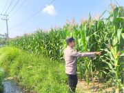Polri Kawal Ketahanan Pangan, Bhabinkamtibmas Cek Tanaman Jagung di Lumajang