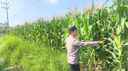 Polri Kawal Ketahanan Pangan, Bhabinkamtibmas Cek Tanaman Jagung di Lumajang