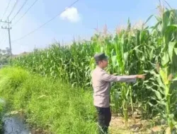 Polri Kawal Ketahanan Pangan, Bhabinkamtibmas Cek Tanaman Jagung di Lumajang