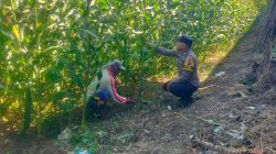 Implementasikan Asta Cita Presiden, Polisi RW Polsek Kunir Dampingi Petani Jagung Sukosari