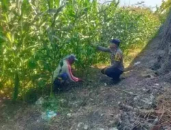 Implementasikan Asta Cita Presiden, Polisi RW Polsek Kunir Dampingi Petani Jagung Sukosari