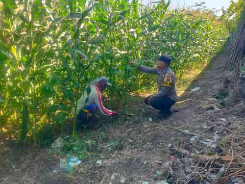 Implementasikan Asta Cita Presiden, Polisi RW Polsek Kunir Dampingi Petani Jagung Sukosari