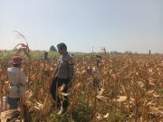 Polri Dekat dengan Petani, Polsek Wonoasih Kawal Program Ketahanan Pangan Nasional