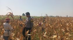 Polri Dekat dengan Petani, Polsek Wonoasih Kawal Program Ketahanan Pangan Nasional