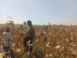 Polri Dekat dengan Petani, Polsek Wonoasih Kawal Program Ketahanan Pangan Nasional