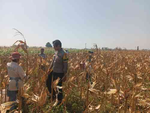 Polri Dekat dengan Petani, Polsek Wonoasih Kawal Program Ketahanan Pangan Nasional
