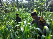 Dukung Swasembada Pangan, Polsek Ranuyoso Intensif Dampingi Petani Jagung dan Warga