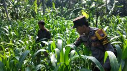 Dukung Swasembada Pangan, Polsek Ranuyoso Intensif Dampingi Petani Jagung dan Warga Dukung Swasembada Pangan, Polsek Ranuyoso Intensif Dampingi Petani Jagung dan Warga