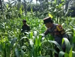 Dukung Swasembada Pangan, Polsek Ranuyoso Intensif Dampingi Petani Jagung dan Warga