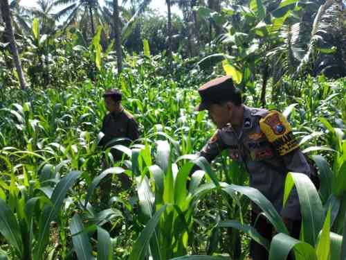 Dukung Swasembada Pangan, Polsek Ranuyoso Intensif Dampingi Petani Jagung dan Warga Dukung Swasembada Pangan, Polsek Ranuyoso Intensif Dampingi Petani Jagung dan Warga