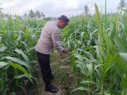 Polsek Padang Turun ke Lahan Jagung, Dukung Ketahanan Pangan dan Pekarangan Bergizi Warga