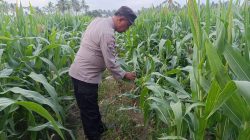 Polsek Padang Turun ke Lahan Jagung, Dukung Ketahanan Pangan dan Pekarangan Bergizi Warga