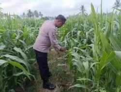 Polsek Padang Turun ke Lahan Jagung, Dukung Ketahanan Pangan dan Pekarangan Bergizi Warga