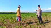 Pantau Lahan Jagung 13 Hektare, Polsek Sumberasih Pererat Sinergi dengan Kelompok Tani